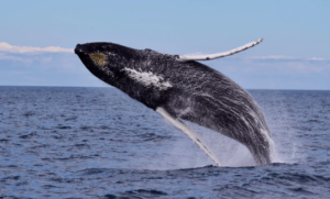 Wilsons Prom Whale Cruise