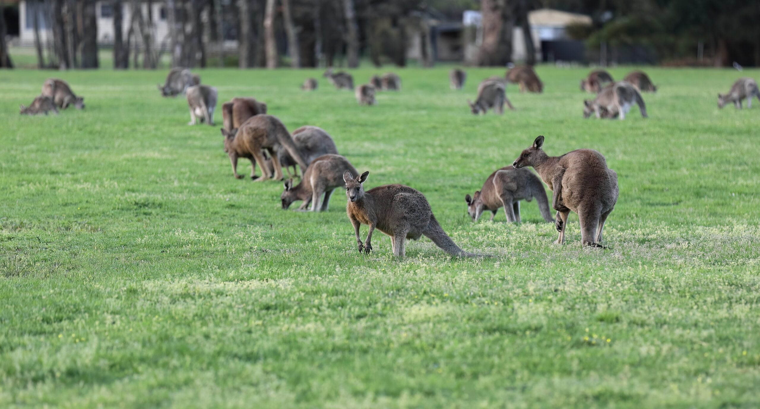 Read more about the article Penguin Parade and Australian native animal tour