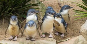 Penguins and Great Ocean Road Two Day Tour