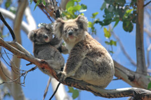 6 days 5 nights Melbourne Package Tour