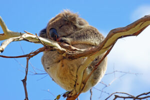 Phillip Island & Koala Highlights – Penguins Plus Viewing