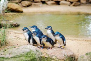 Phillip Island & Penguin Parade with hiking Day Tour