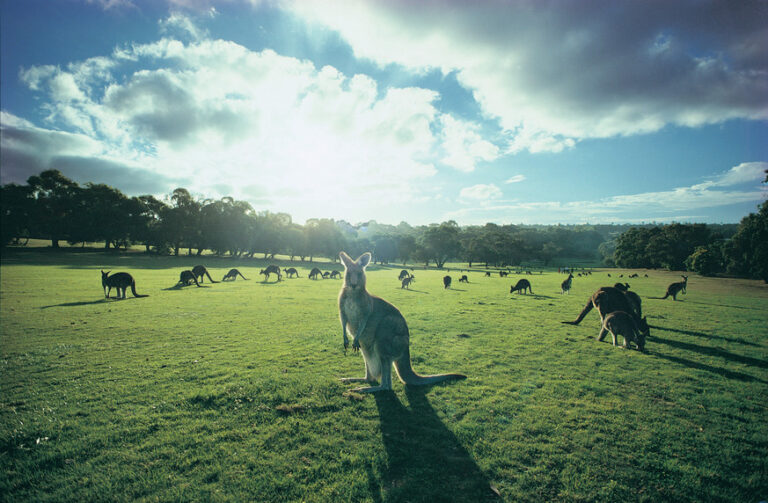 Private Tour Of The Famous Great Ocean Road