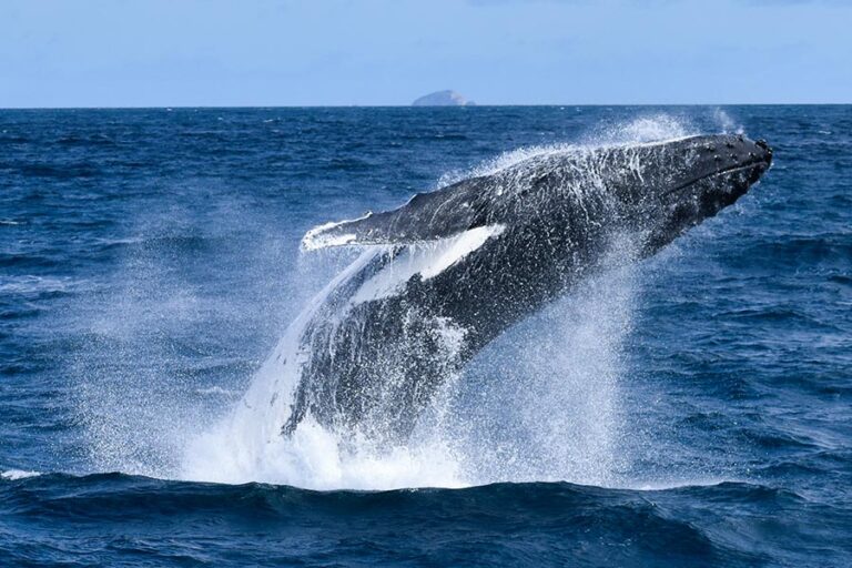 Wilsons Prom Whale Cruise