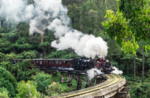 Puffing Billy & Wildlife Tour
