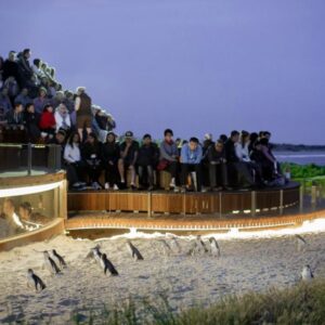 Penguins and Wildlife Nature Experience – Penguins Plus