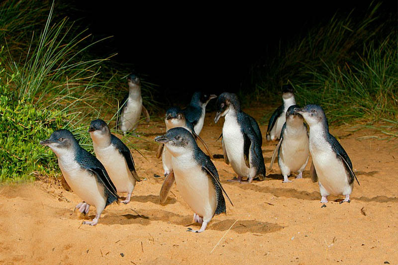 Read more about the article Phillip Island Wine and Penguin Tour from Melbourne