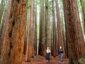 Yarra Valley Redwoods and Wine Tour