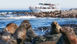 Phillip Island Wildlife Cruise and Penguins Tour from Melbourne