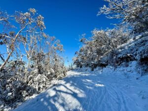 GYG Small Bus Private Lake Mountain Snow & Redwood Forest Tours (up to 13 pax)