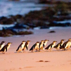 Depart Island: Phillip Island Wine and Penguins Tour