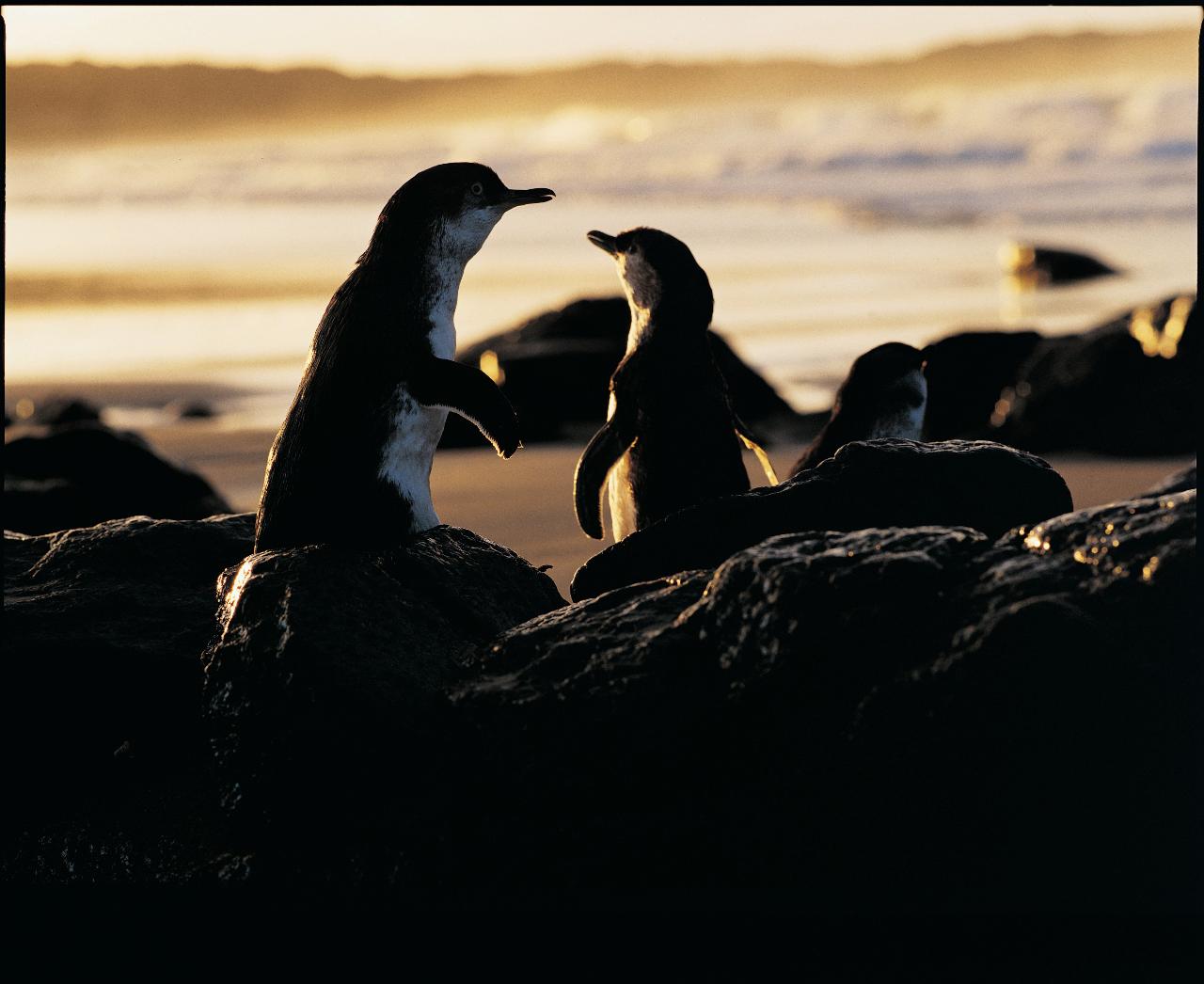 Read more about the article Phillip Island Direct Sunset Tour
