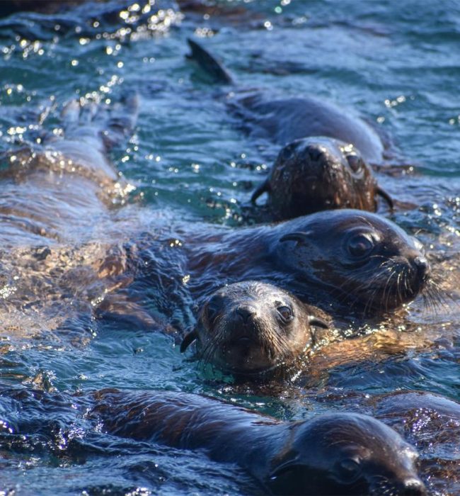 Phillip Island Seal Cruise