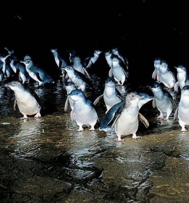 Phillip Island Penguin Parade