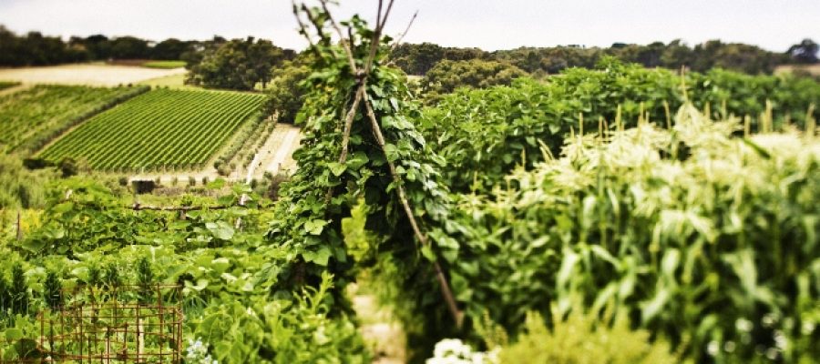 Garden___Produce_SMALL_lg