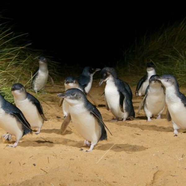 Phillip island penguin parade