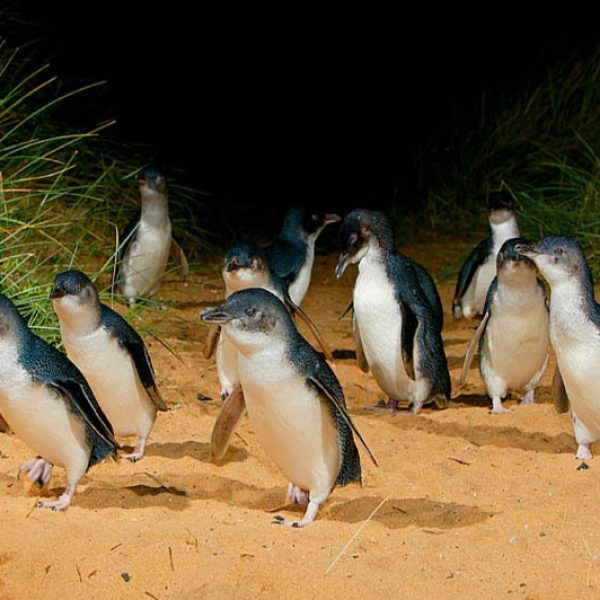 Phillip_Island_Penguin_and_Winery_Tour_Penguins_lg Phillip_Island_Penguin_and_Winery_Tour_Penguins_lg