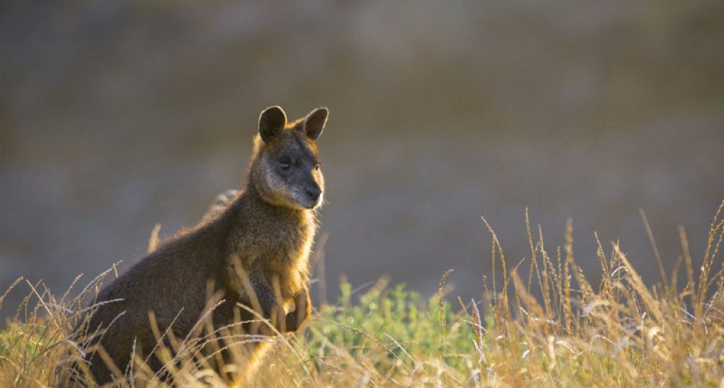 Phillip_Island_Penguin_and_Winery_Tour_Wallaby_lg