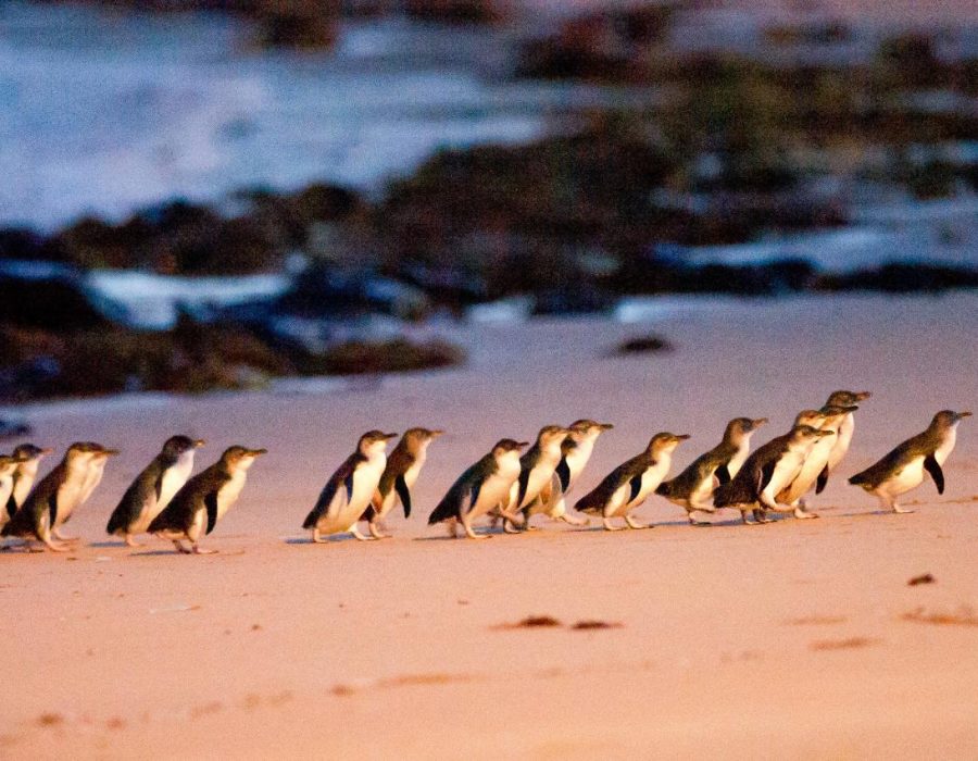 Phillip island Penguin parade