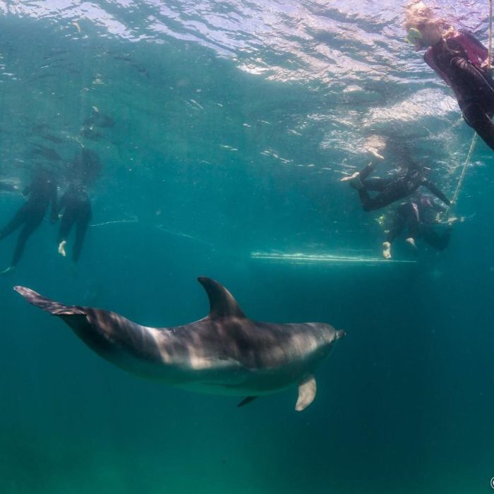 Dolphin Swim Private Experience