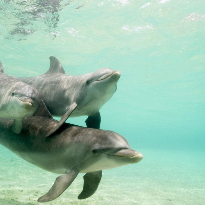Small Group Dolphin
