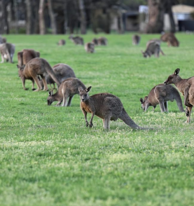 Mob,Of,Male,And,Female,Eastern,Grey,Kangaroos,Grazing,In