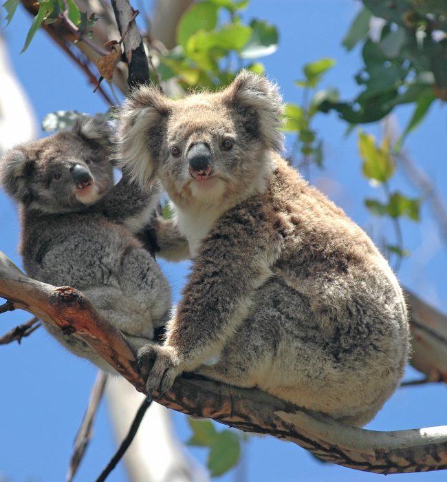 Wild,Koalas,Along,Great,Ocean,Road,,Victoria,,Australia