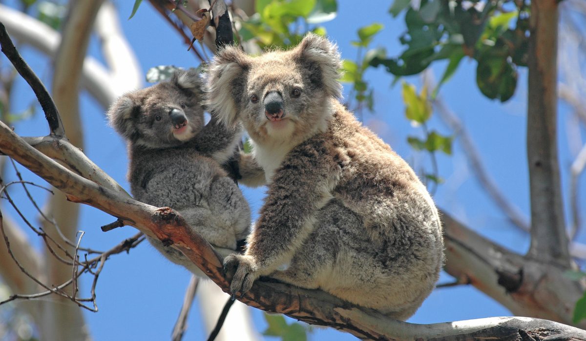 Wild,Koalas,Along,Great,Ocean,Road,,Victoria,,Australia