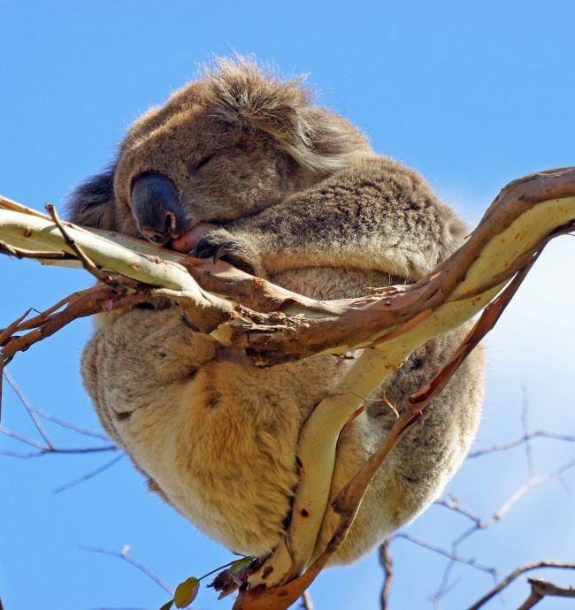 Sleeping,Koala,In,A,Blue,Gum,Tree,,Great,Ocean,Road, Sleeping,Koala,In,A,Blue,Gum,Tree,,Great,Ocean,Road,